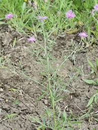 Attēlu rezultāti vaicājumam “Centaurea stoebe leaf”