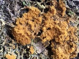 Attēlu rezultāti vaicājumam “Oligonema sp.”