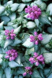 Attēlu rezultāti vaicājumam “Lamium maculatum”