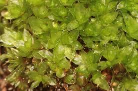 Attēlu rezultāti vaicājumam “Bryum capillare”