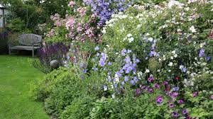 Image result for Glockenblumen