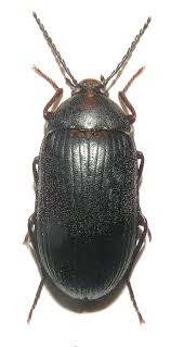 Attēlu rezultāti vaicājumam “Prionychus ater”