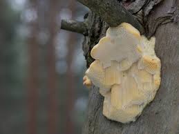 Attēlu rezultāti vaicājumam “Diplomitoporus flavescens”