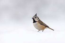Attēlu rezultāti vaicājumam “Lophophanes cristatus”