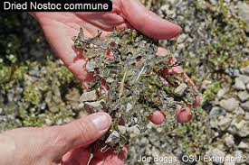 Attēlu rezultāti vaicājumam “Nostoc commune macro”