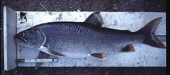 Image result for Salvelinus namaycush