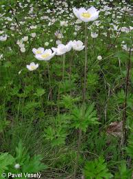 Attēlu rezultāti vaicājumam “Anemone sylvestris leaf”