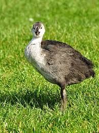 Attēlu rezultāti vaicājumam “Fulica atra adult”