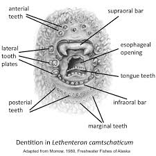Image result for Lethenteron camtschaticum