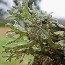 Attēlu rezultāti vaicājumam “Evernia prunastri”