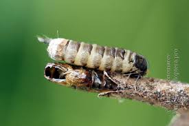 Attēlu rezultāti vaicājumam “Taleporia tubulosa”