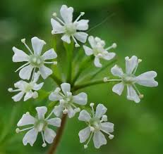 Image result for Anthriscus cerefolium