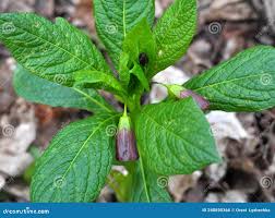 Attēlu rezultāti vaicājumam “Scopolia carniolica leaf”