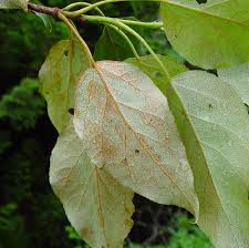 Attēlu rezultāti vaicājumam “Populus x berolinensis leaf”