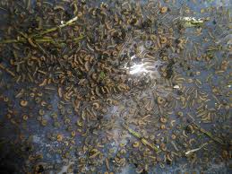 Attēlu rezultāti vaicājumam “Arctia caja larva”