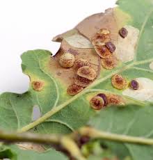 Attēlu rezultāti vaicājumam “Neuroterus quercusbaccarum”