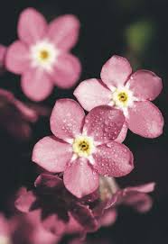 Image result for Myosotis sylvatica