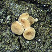 Attēlu rezultāti vaicājumam “Bilimbia tetramera”