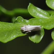 Attēlu rezultāti vaicājumam “Coniopterygidae”