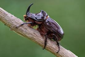 Attēlu rezultāti vaicājumam “Oryctes nasicornis”