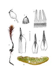 Attēlu rezultāti vaicājumam “Polytrichastrum longisetum”