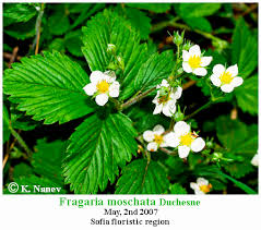 Attēlu rezultāti vaicājumam “Fragaria moschata flower”