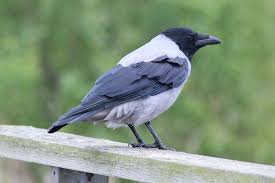 Attēlu rezultāti vaicājumam “Corvus cornix”