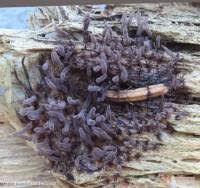 Attēlu rezultāti vaicājumam “Stemonitopsis aequalis var. microspora spores”