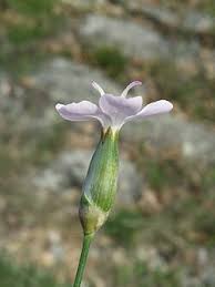 Image result for Steinnelke