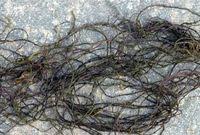 Attēlu rezultāti vaicājumam “Lemanea fluviatilis”