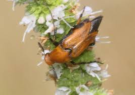 Attēlu rezultāti vaicājumam “Tetratoma ancora”
