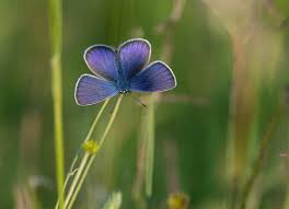 Attēlu rezultāti vaicājumam “Cyaniris semiargus underside”