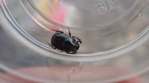 Attēlu rezultāti vaicājumam “Aphodius sp. imago”