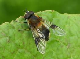 Attēlu rezultāti vaicājumam “Leucozona lucorum”