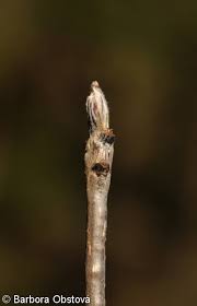 Attēlu rezultāti vaicājumam “Sorbus aucuparia bud”