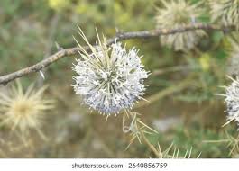 Attēlu rezultāti vaicājumam “Echinops sphaerocephalus flower”