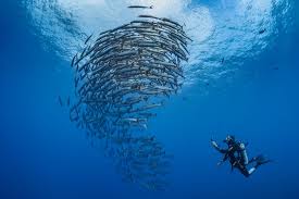 Image result for Tornado Divers