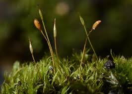 Attēlu rezultāti vaicājumam “Dicranella cerviculata”