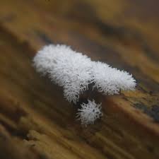 Attēlu rezultāti vaicājumam “Ceratiomyxa fruticulosa young”