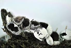 Attēlu rezultāti vaicājumam “Diderma globosum”