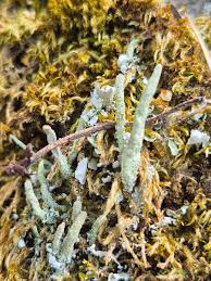 Attēlu rezultāti vaicājumam “Cladonia norvegica”