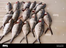 Image result for Lichia amia