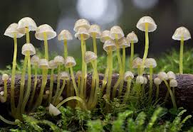 Attēlu rezultāti vaicājumam “Mycena epipterygia”
