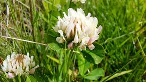 Attēlu rezultāti vaicājumam “Trifolium hybridum flower”