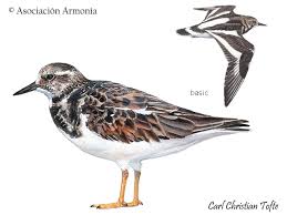 Attēlu rezultāti vaicājumam “Arenaria interpres”