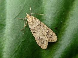 Attēlu rezultāti vaicājumam “Diurnea fagella”