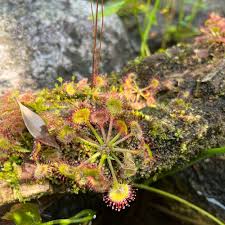 Attēlu rezultāti vaicājumam “Drosera rotundifolia leaf”