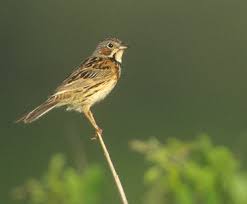 Image result for Emberiza fucata
