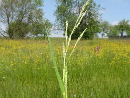 Attēlu rezultāti vaicājumam “Glyceria fluitans”