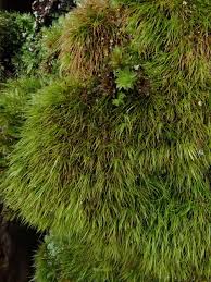 Attēlu rezultāti vaicājumam “Dicranodontium denudatum”